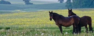 Przedsiębiorstwo 34 wizerunek SKLEP JEŹDZIECKI HIPPOLAND - WWW.HIPPOLAND.COM.PL Kategoria w Łódź LD