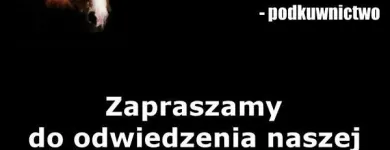 Przedsiębiorstwo 67 wizerunek SKLEP JEŹDZIECKI HIPPOLAND - WWW.HIPPOLAND.COM.PL Kategoria w Łódź LD