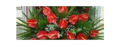 Przedsiębiorstwo 14 wizerunek SPRZEDAŻ KWIATÓW MAŁGORZATA OLSZEWSKA KWIACIARNIA REBEKA Pogrzebowe Usługi w Warszawa MZ