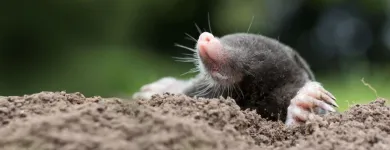 Przedsiębiorstwo 1 wizerunek VERMIN - ZWALCZANIE SZKODNIKÓW DREWNA, USŁUGI DDD Kategoria w Łódź LD