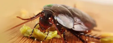 Przedsiębiorstwo 2 wizerunek VERMIN - ZWALCZANIE SZKODNIKÓW DREWNA, USŁUGI DDD Kategoria w Łódź LD