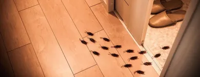 Przedsiębiorstwo 4 wizerunek VERMIN - ZWALCZANIE SZKODNIKÓW DREWNA, USŁUGI DDD Kategoria w Łódź LD