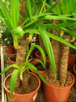 Przedsiębiorstwo 1 wizerunek BOTANICO