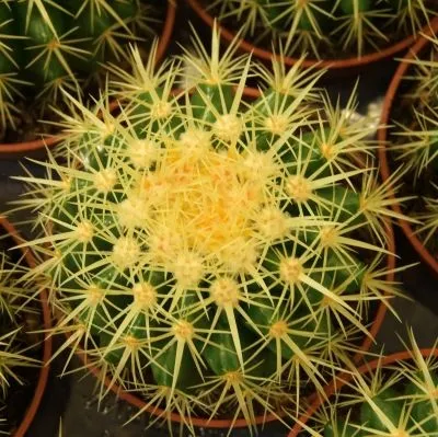 Przedsiębiorstwo 2 wizerunek BOTANICO