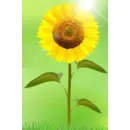 PRACOWNIA PSYCHOTERAPII, DIAGNOZY I ROZWOJU OSOBISTEGO ?ŹRÓDŁO? Uzależnienia - Leczenie w Rybnik SL